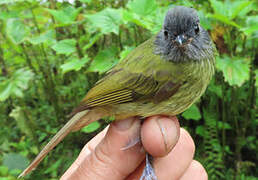 Streak-necked Flycatcher