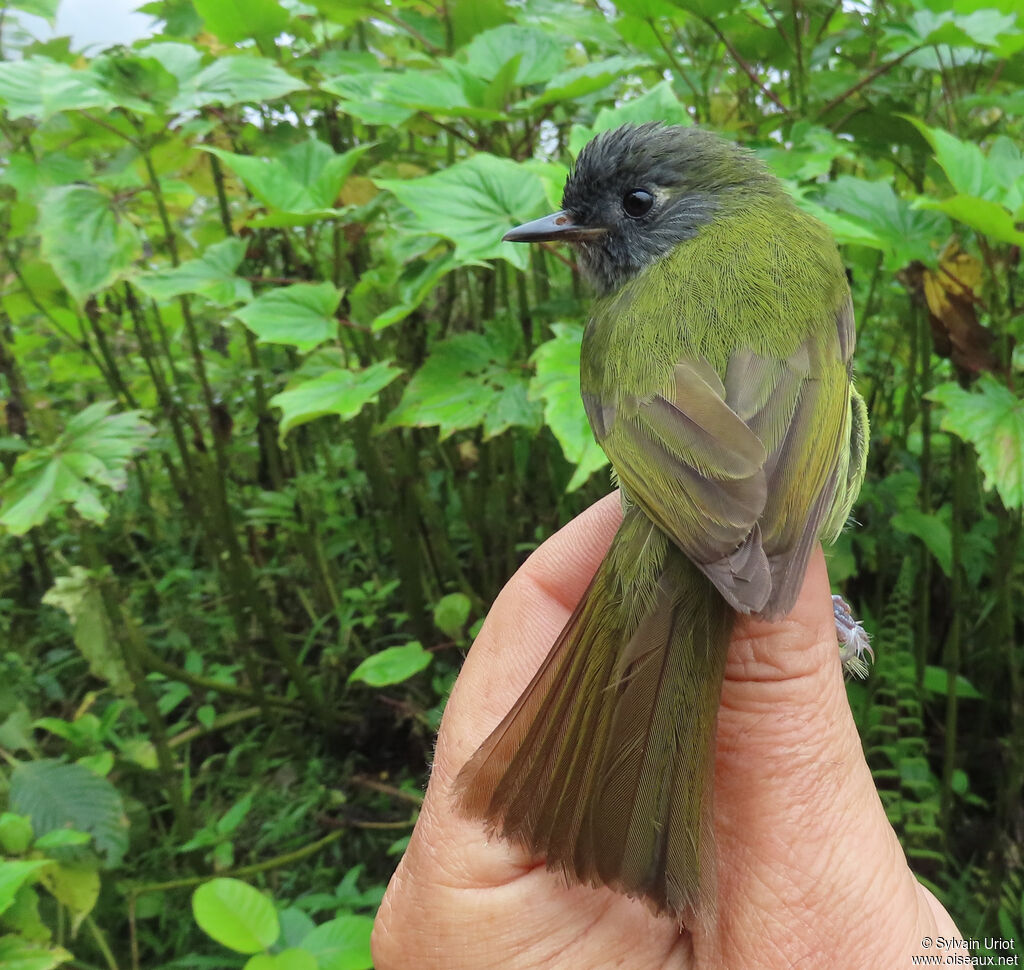 Streak-necked Flycatcheradult