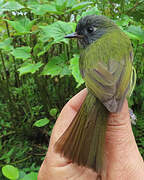 Streak-necked Flycatcher