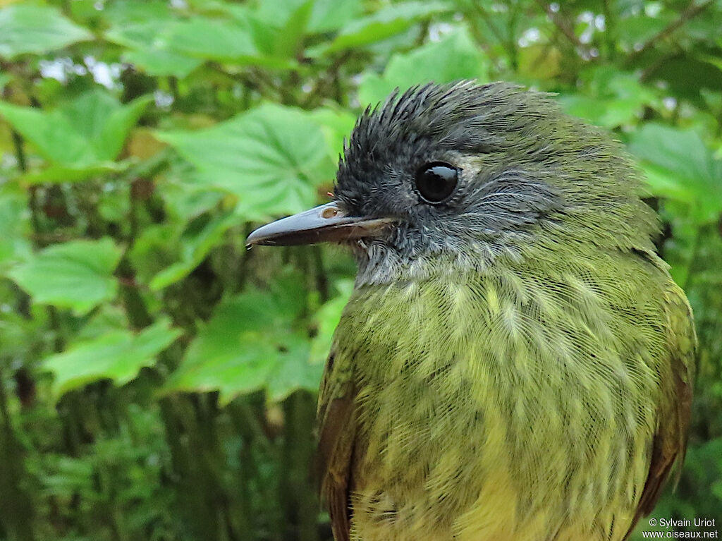 Streak-necked Flycatcheradult