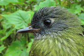 Streak-necked Flycatcher