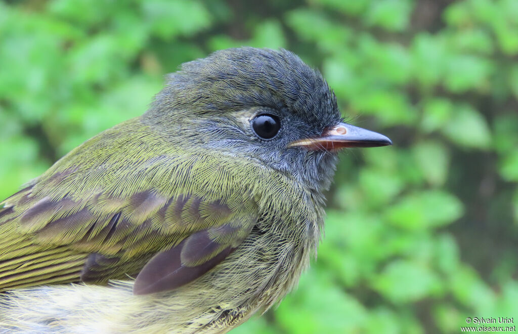 Streak-necked Flycatcheradult