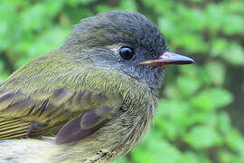 Streak-necked Flycatcher