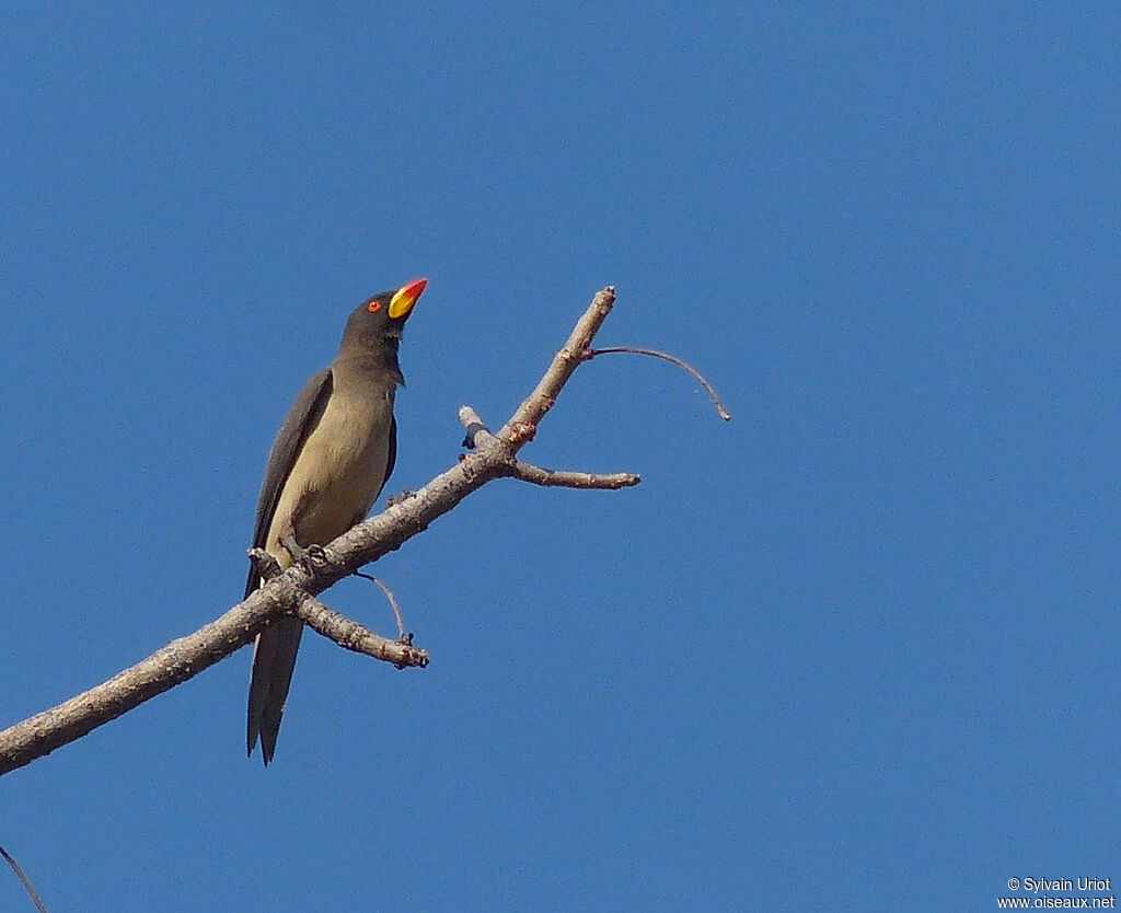 Yellow-billed Oxpecker