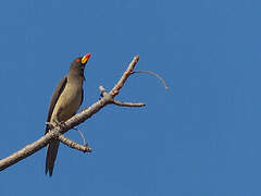 Yellow-billed Oxpecker