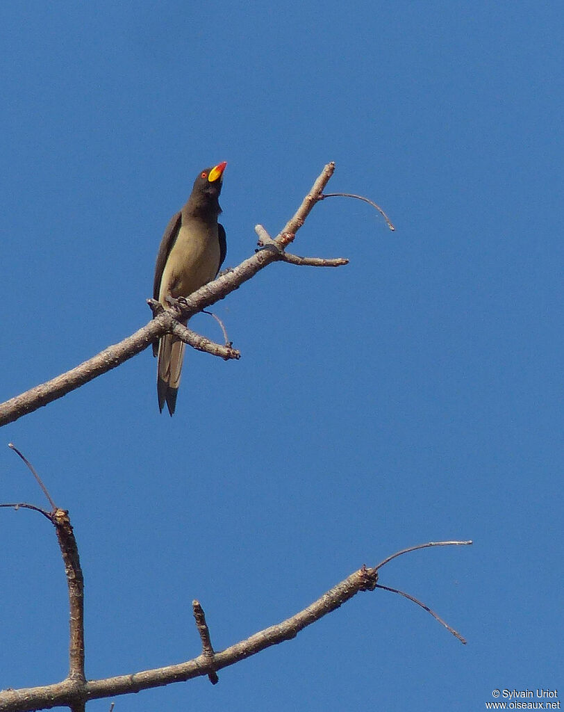 Yellow-billed Oxpecker