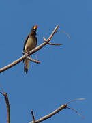 Yellow-billed Oxpecker