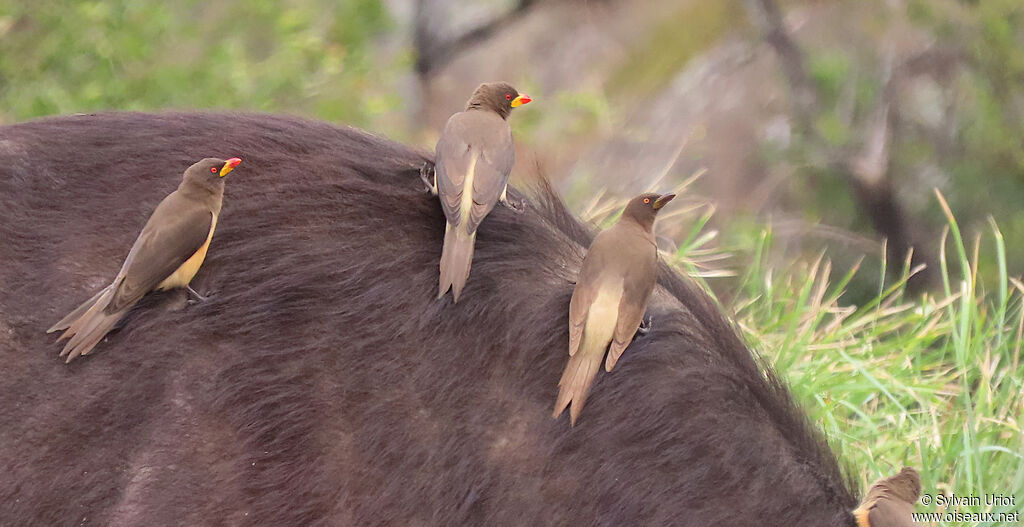 Yellow-billed Oxpecker