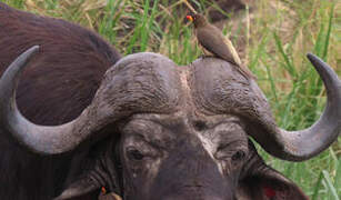 Yellow-billed Oxpecker