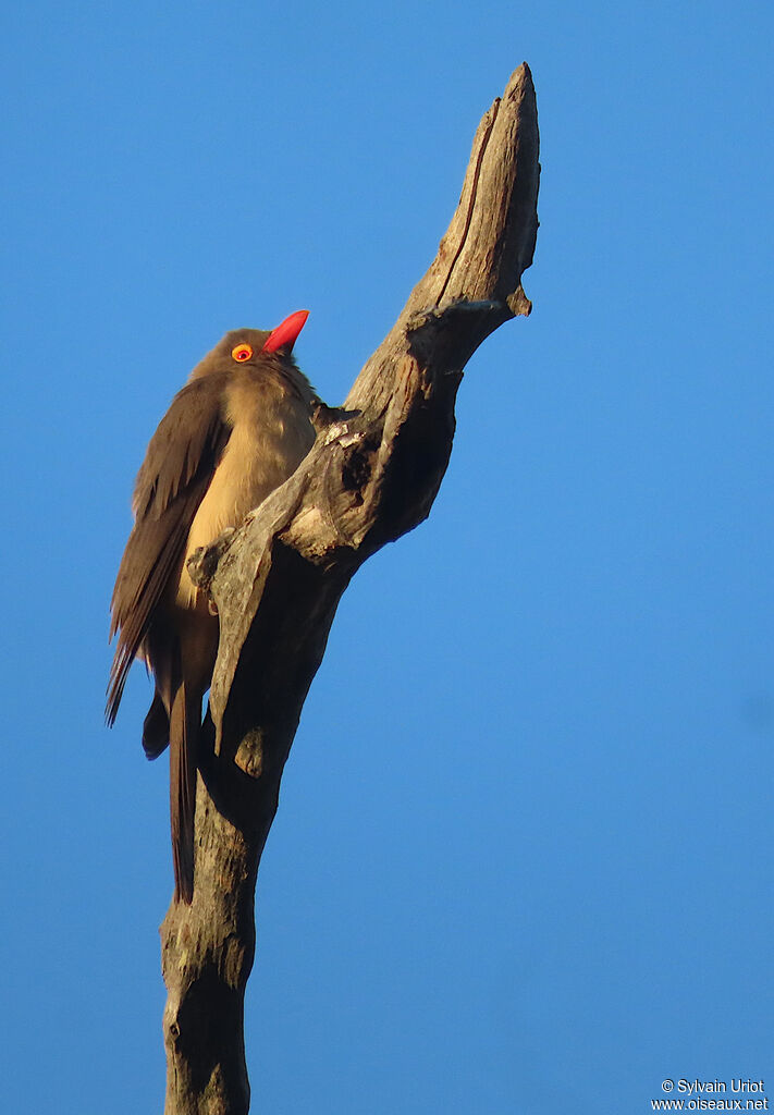 Red-billed Oxpeckeradult