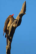 Red-billed Oxpecker