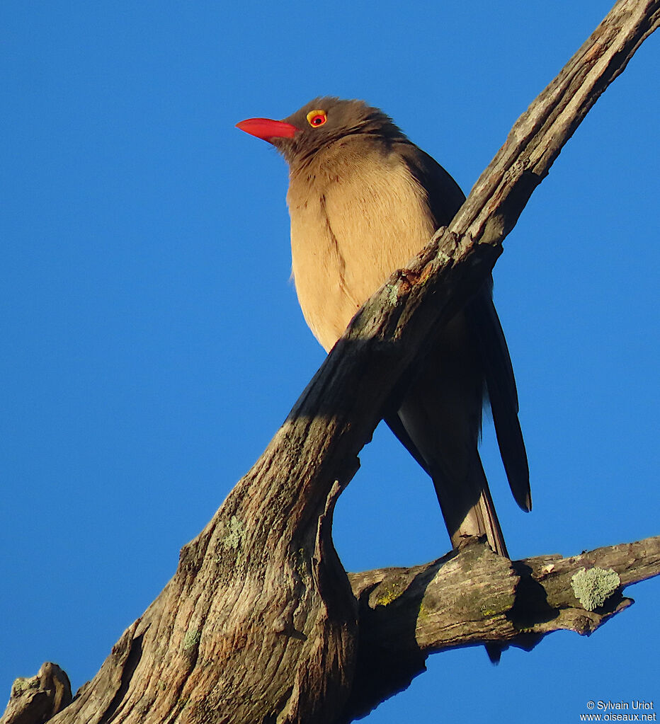 Red-billed Oxpeckeradult