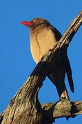 Red-billed Oxpecker