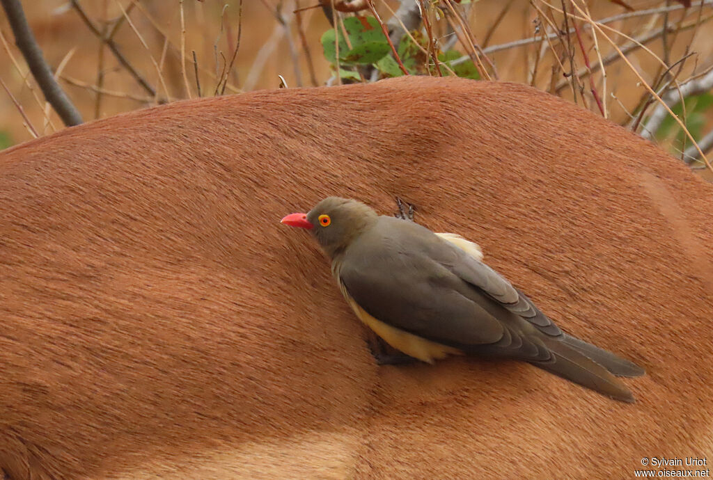 Red-billed Oxpeckeradult