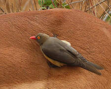 Red-billed Oxpecker