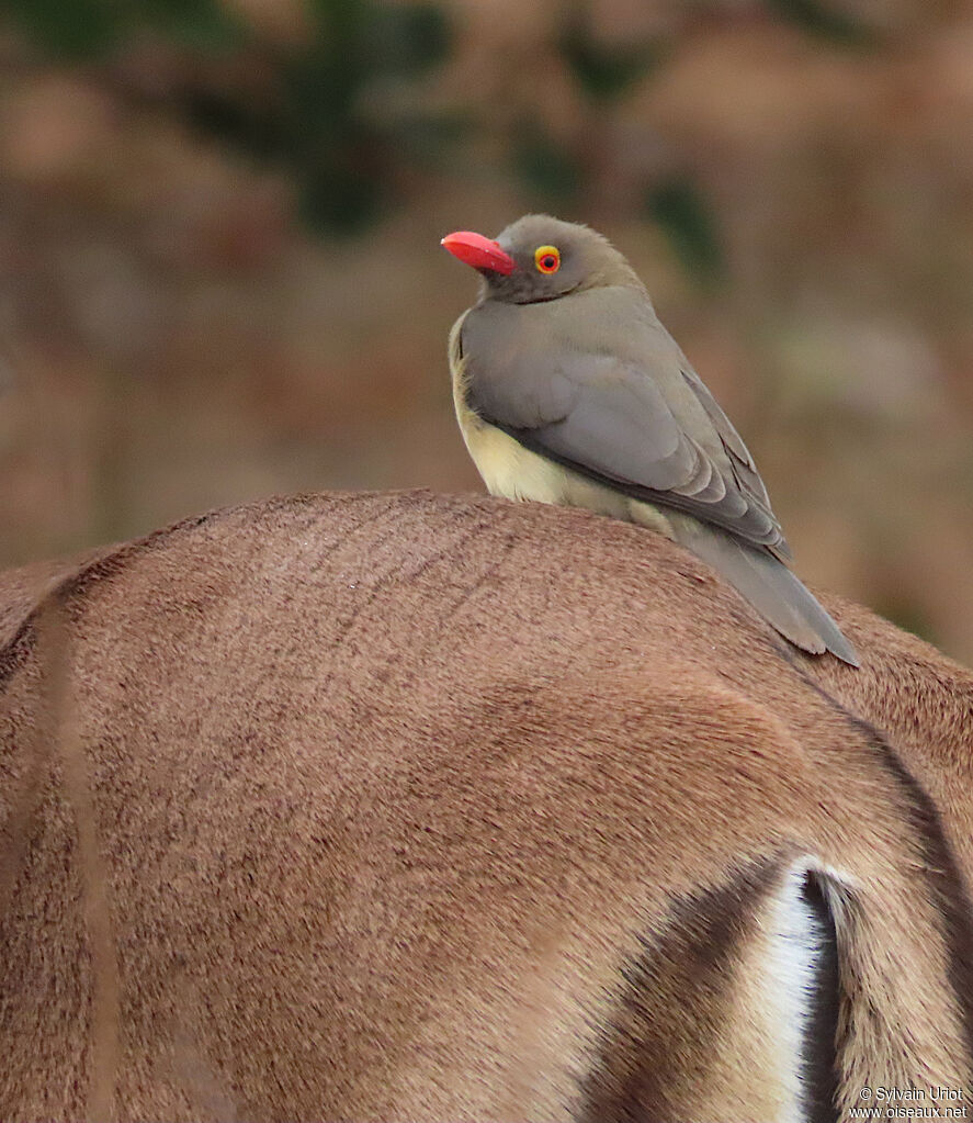 Red-billed Oxpeckeradult