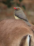 Red-billed Oxpecker