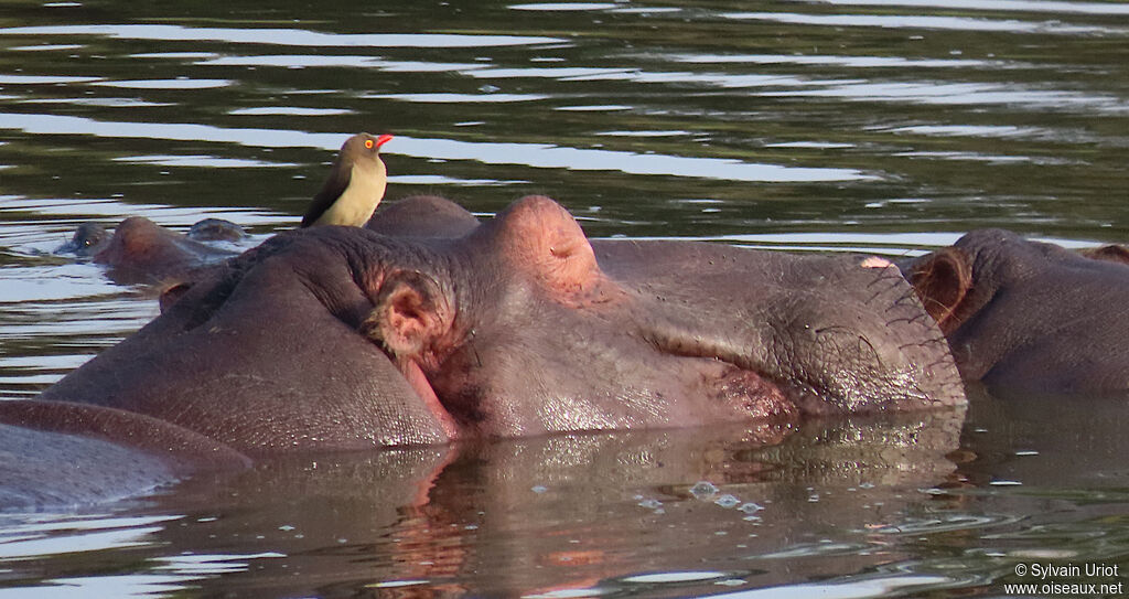 Red-billed Oxpecker