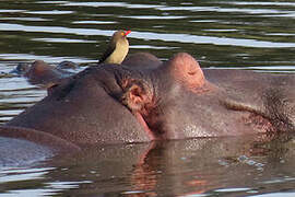 Red-billed Oxpecker