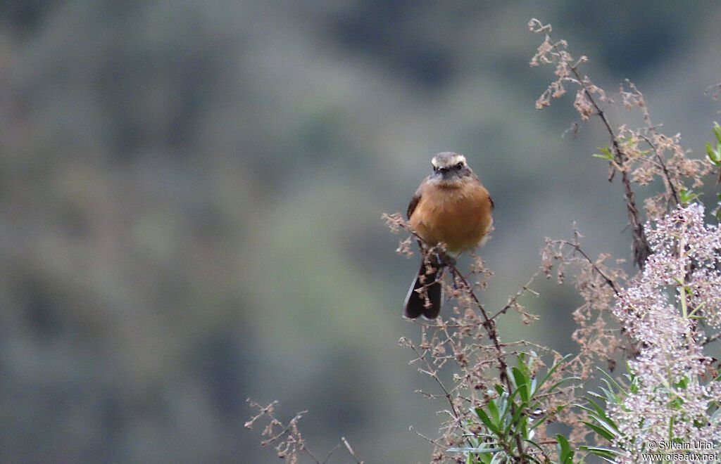 Brown-backed Chat-Tyrantadult