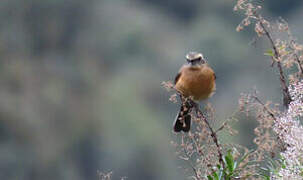 Brown-backed Chat-Tyrant