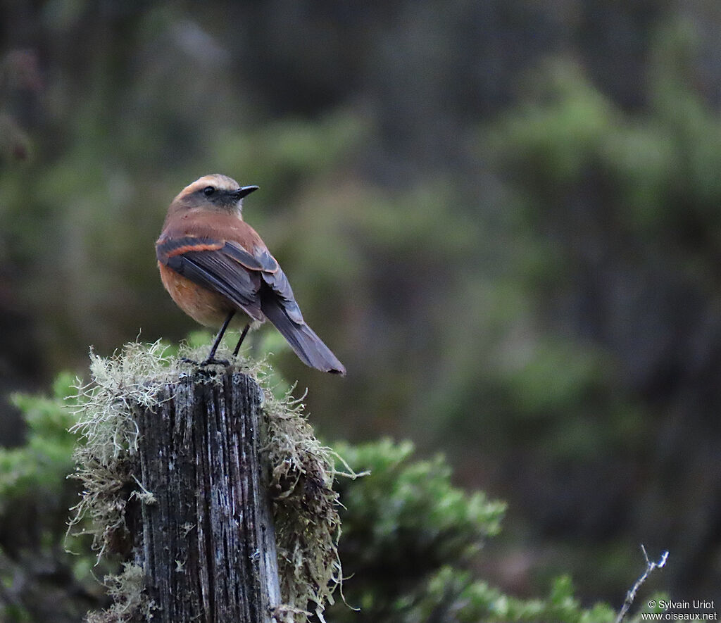 Brown-backed Chat-Tyrantadult