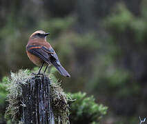 Brown-backed Chat-Tyrant