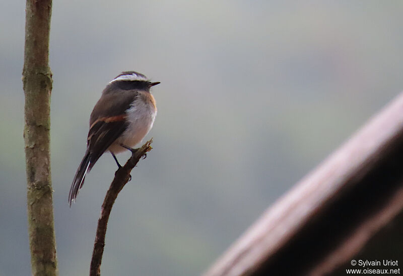 Rufous-breasted Chat-Tyrantadult