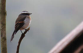 Rufous-breasted Chat-Tyrant