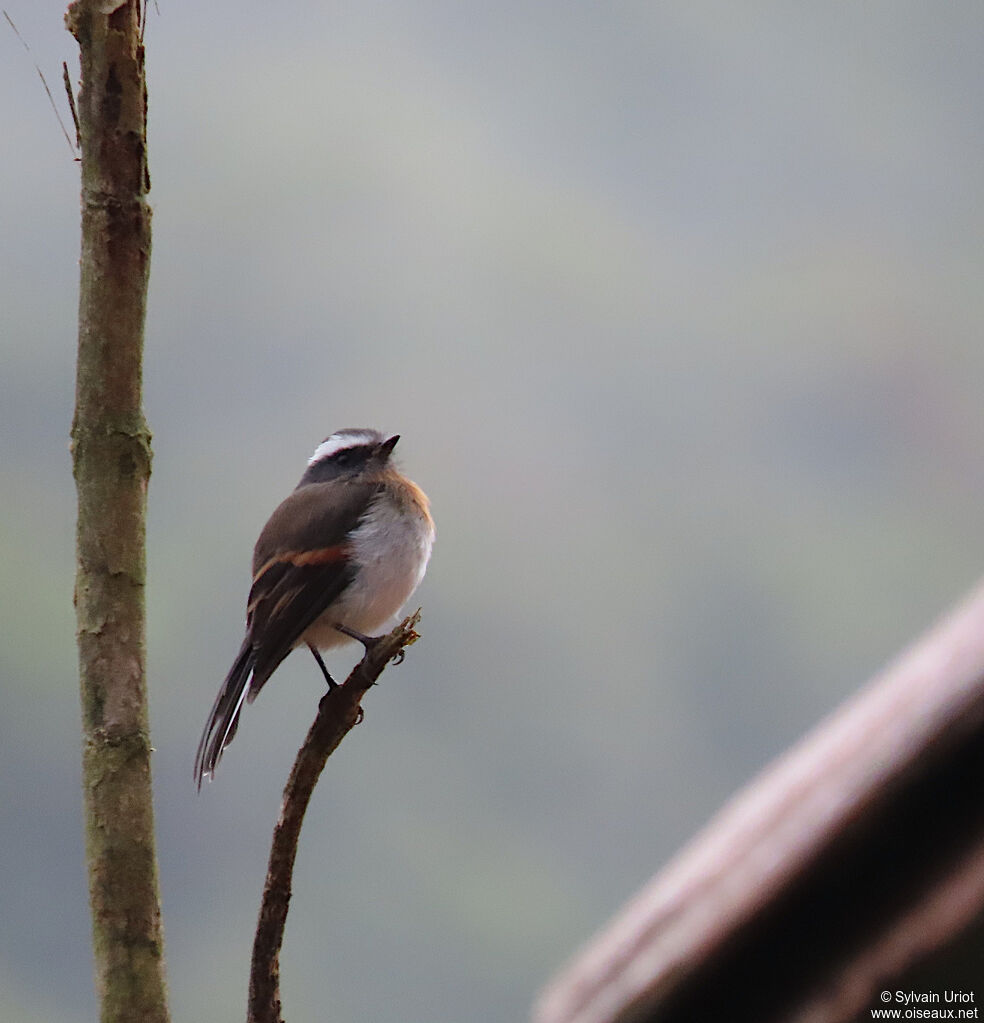 Rufous-breasted Chat-Tyrantadult