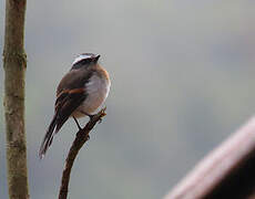 Rufous-breasted Chat-Tyrant