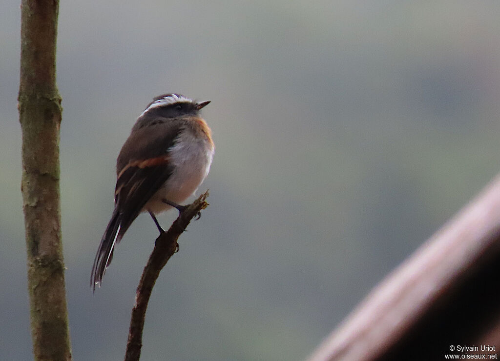 Rufous-breasted Chat-Tyrantadult