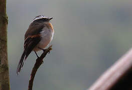 Rufous-breasted Chat-Tyrant