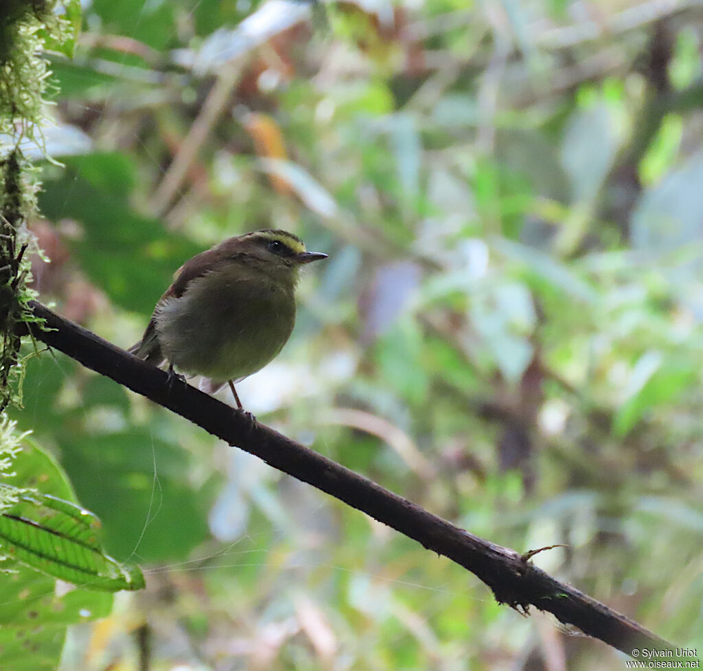 Yellow-bellied Chat-Tyrantadult