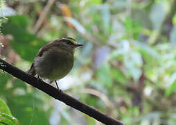 Yellow-bellied Chat-Tyrant