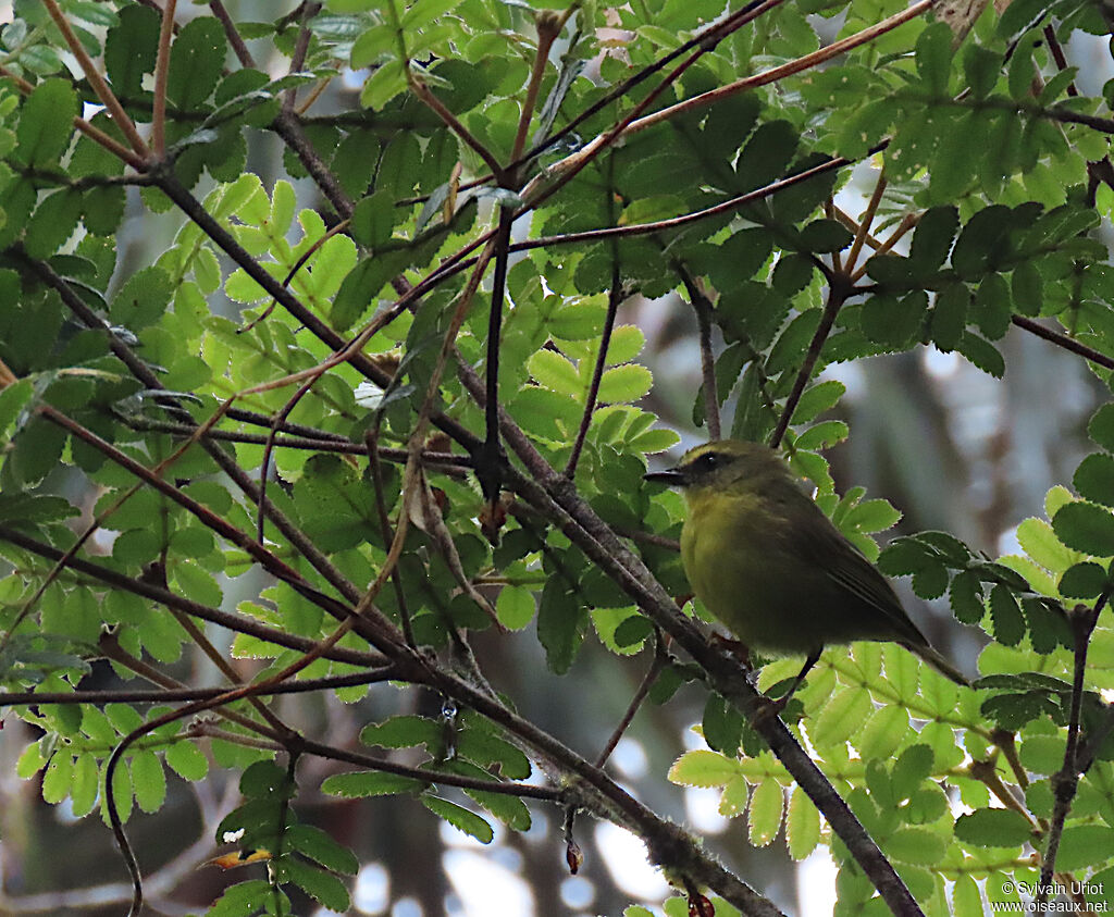 Yellow-bellied Chat-Tyrant