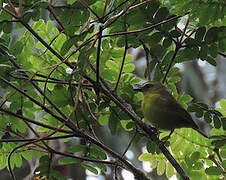 Yellow-bellied Chat-Tyrant