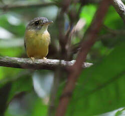 Platyrhynque à cimier blanc