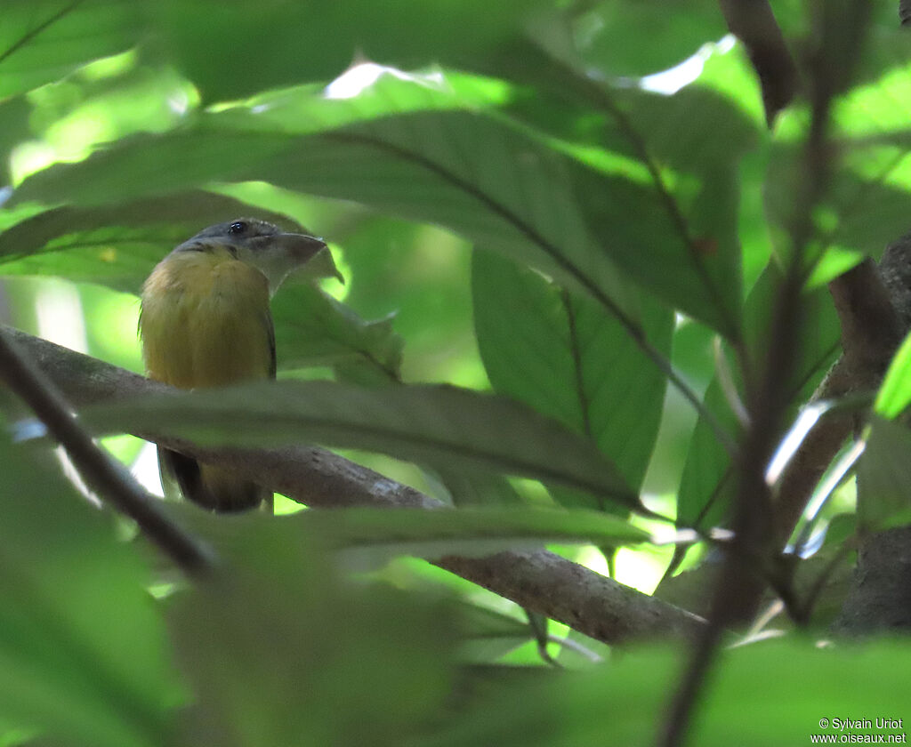 Platyrhynque à cimier blancadulte