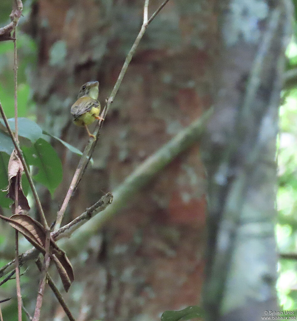 Platyrhynque à cimier blanc