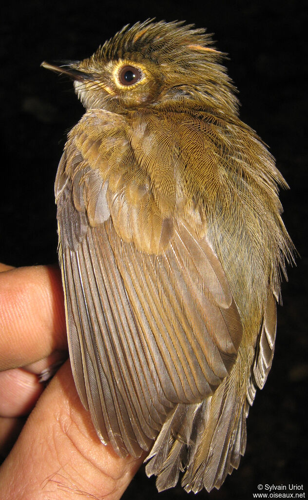 Platyrhynque à cimier orangeadulte