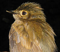 Cinnamon-crested Spadebill