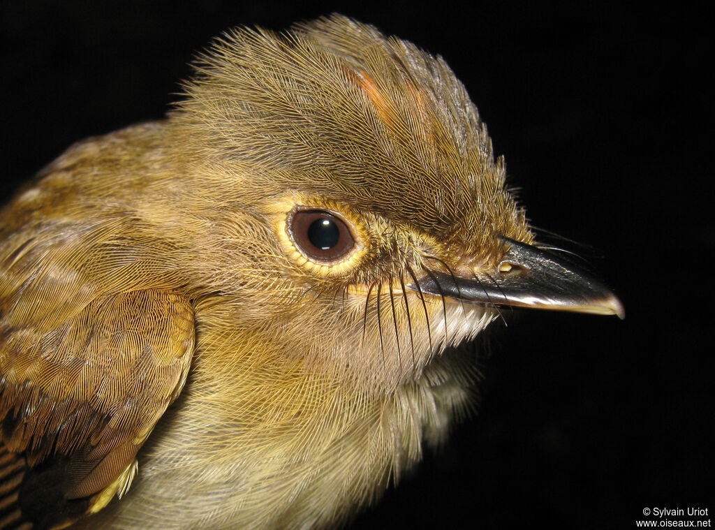 Cinnamon-crested Spadebilladult