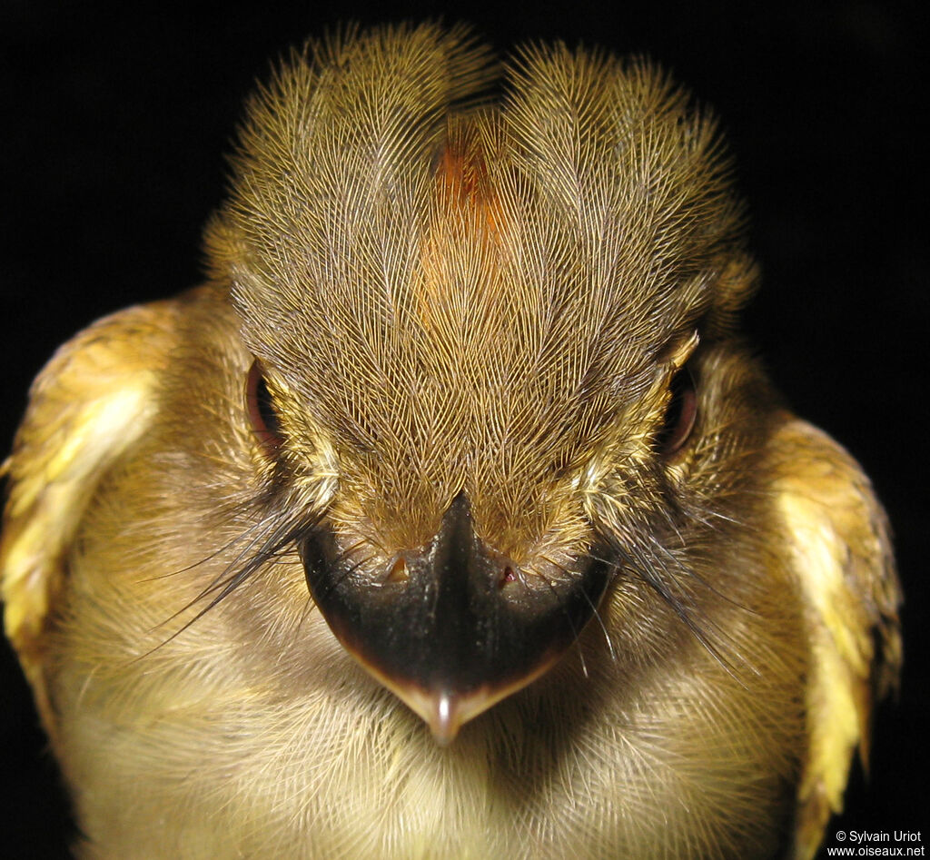 Cinnamon-crested Spadebilladult