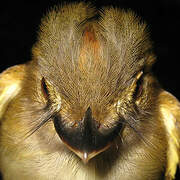 Cinnamon-crested Spadebill