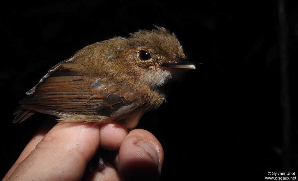 Cinnamon-crested Spadebilladult