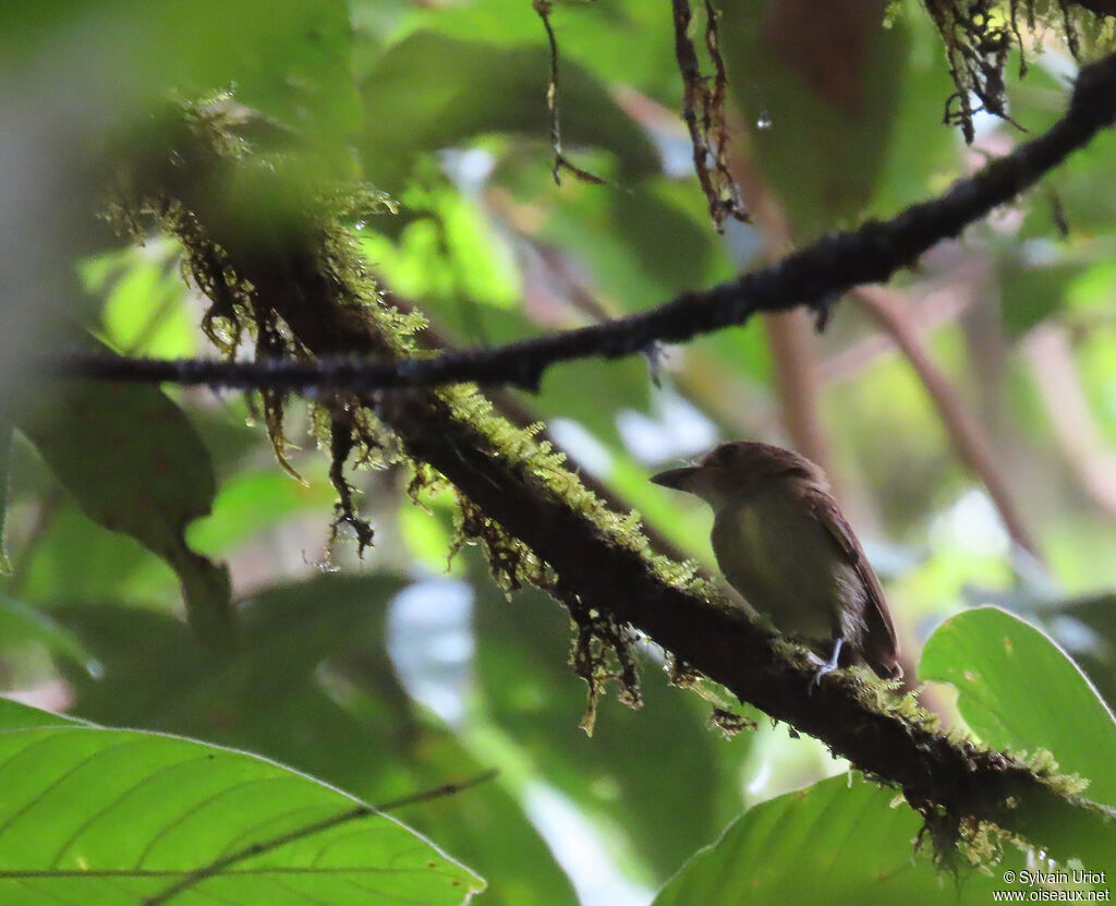 Cinnamon-crested Spadebilladult