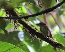 Cinnamon-crested Spadebill