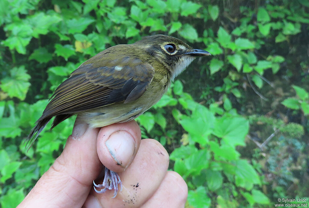 White-throated Spadebilladult