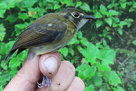 White-throated Spadebill